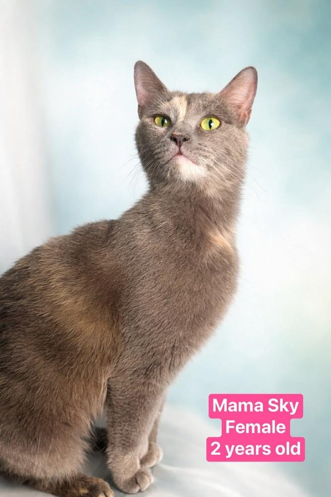 Enlarge Sky, a Adoptable Calico in Manteca, CA image 1/1