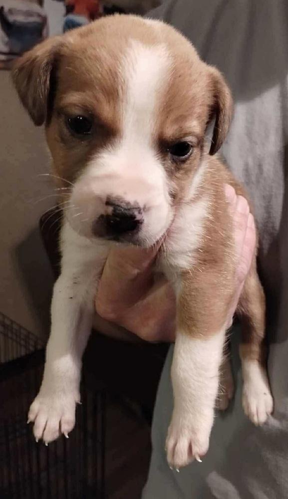 Enlarge Wish, a Adoptable mixed breed in Poplar Grove, IL image 1/6