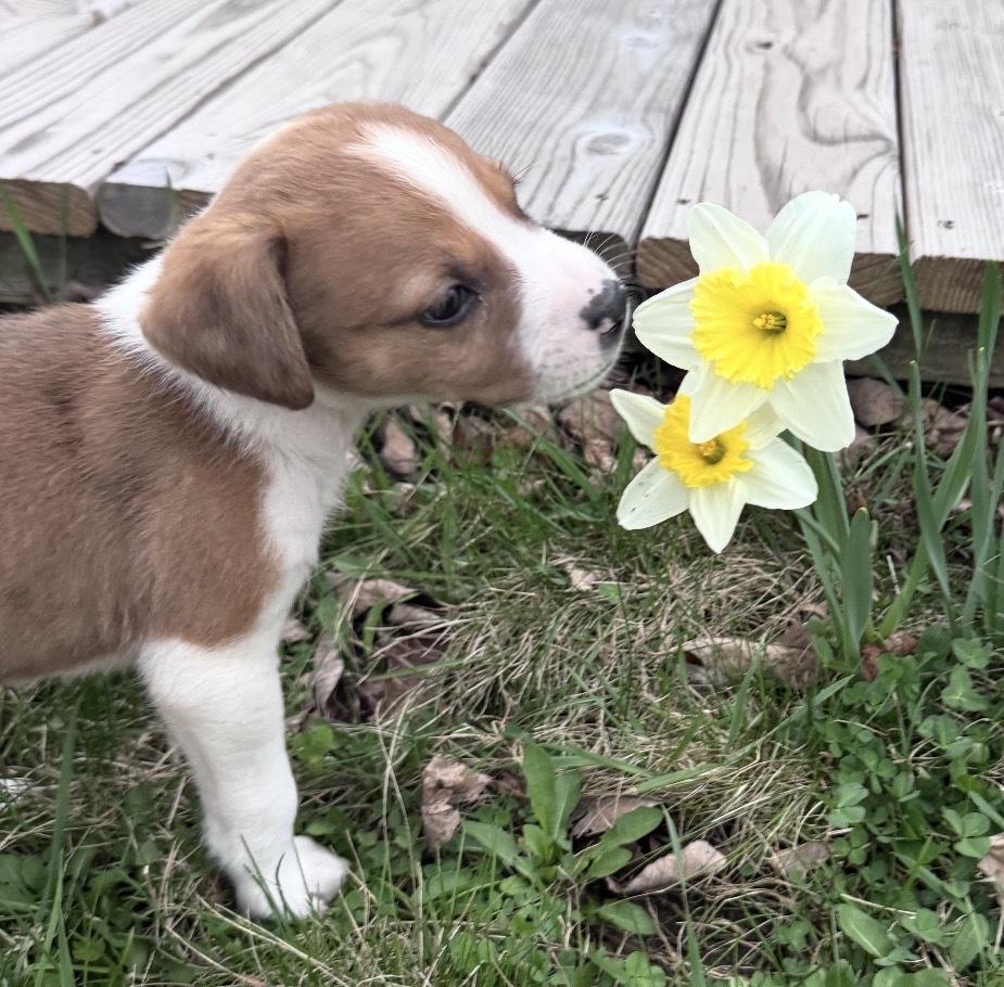 Wish, Adoptable, Puppy Male Labrador Retriever & Australian Shepherd.