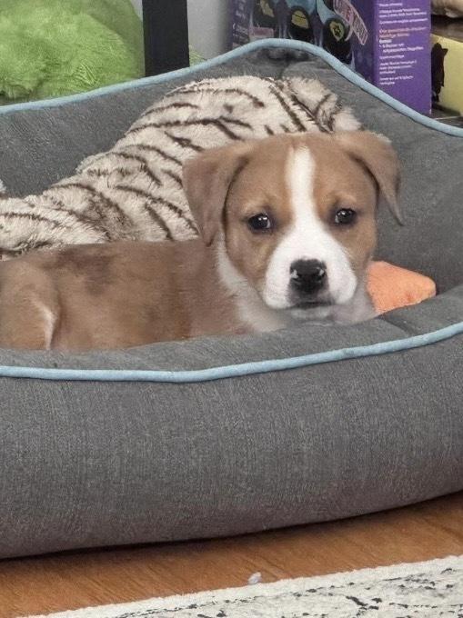 Enlarge Wish, a Adoptable mixed breed in Poplar Grove, IL image 3/6