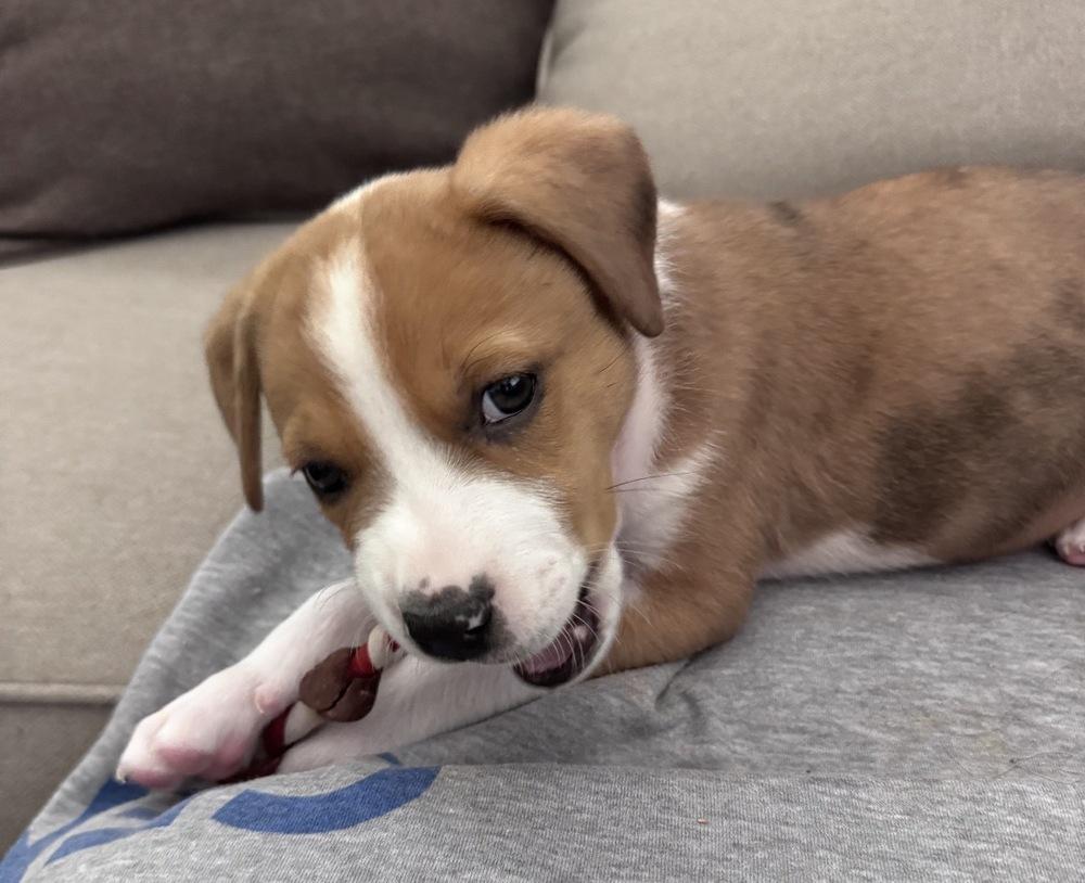 Enlarge Wish, a Adoptable mixed breed in Poplar Grove, IL image 4/6