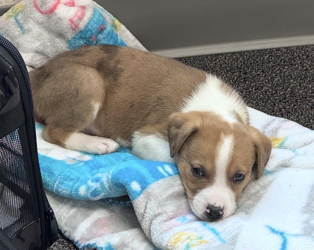 Enlarge Wish, a Adoptable mixed breed in Poplar Grove, IL image 5/6
