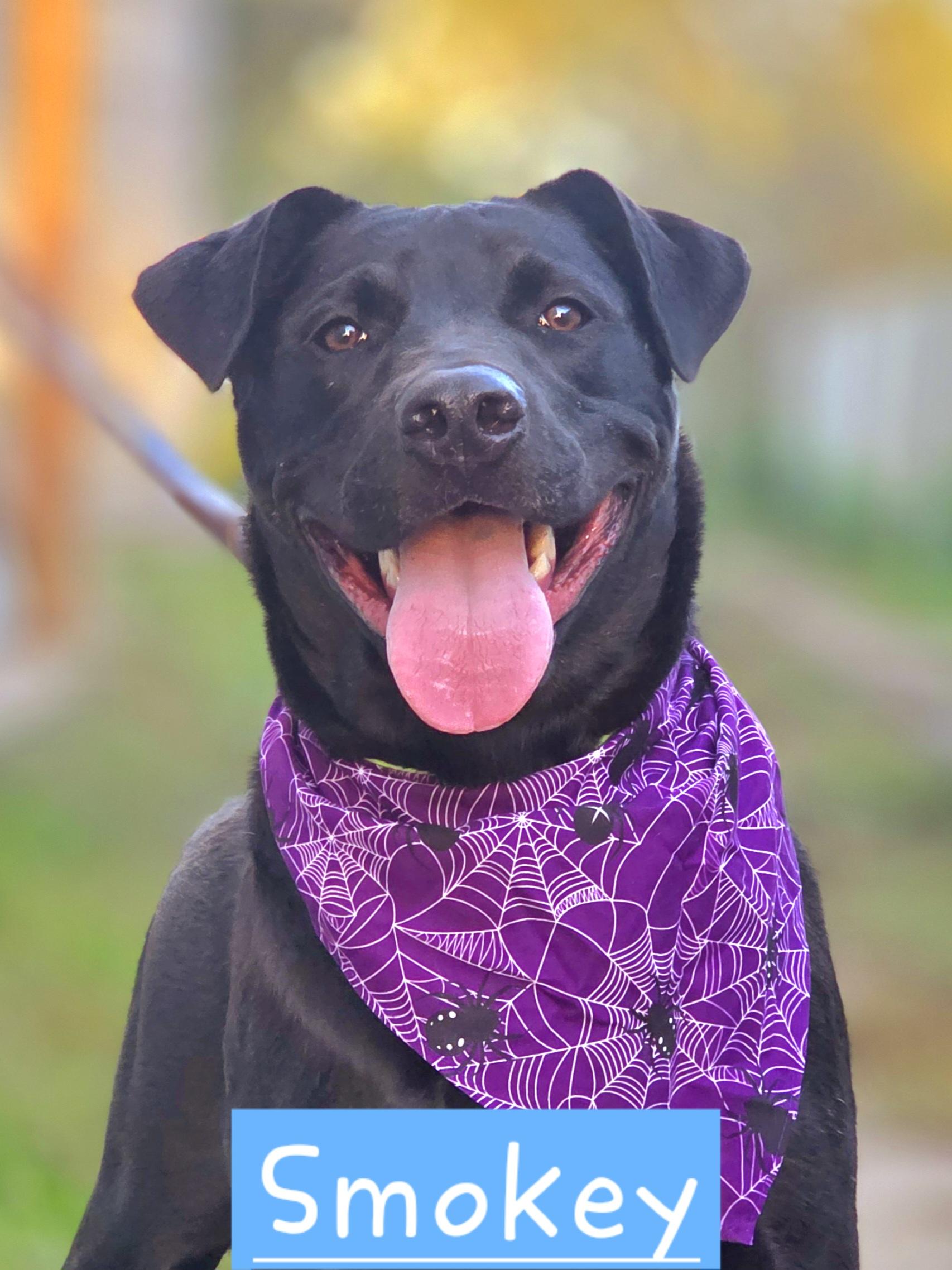 Enlarge Smokey, a Adoptable mixed breed in Walthill, NE image 1/5