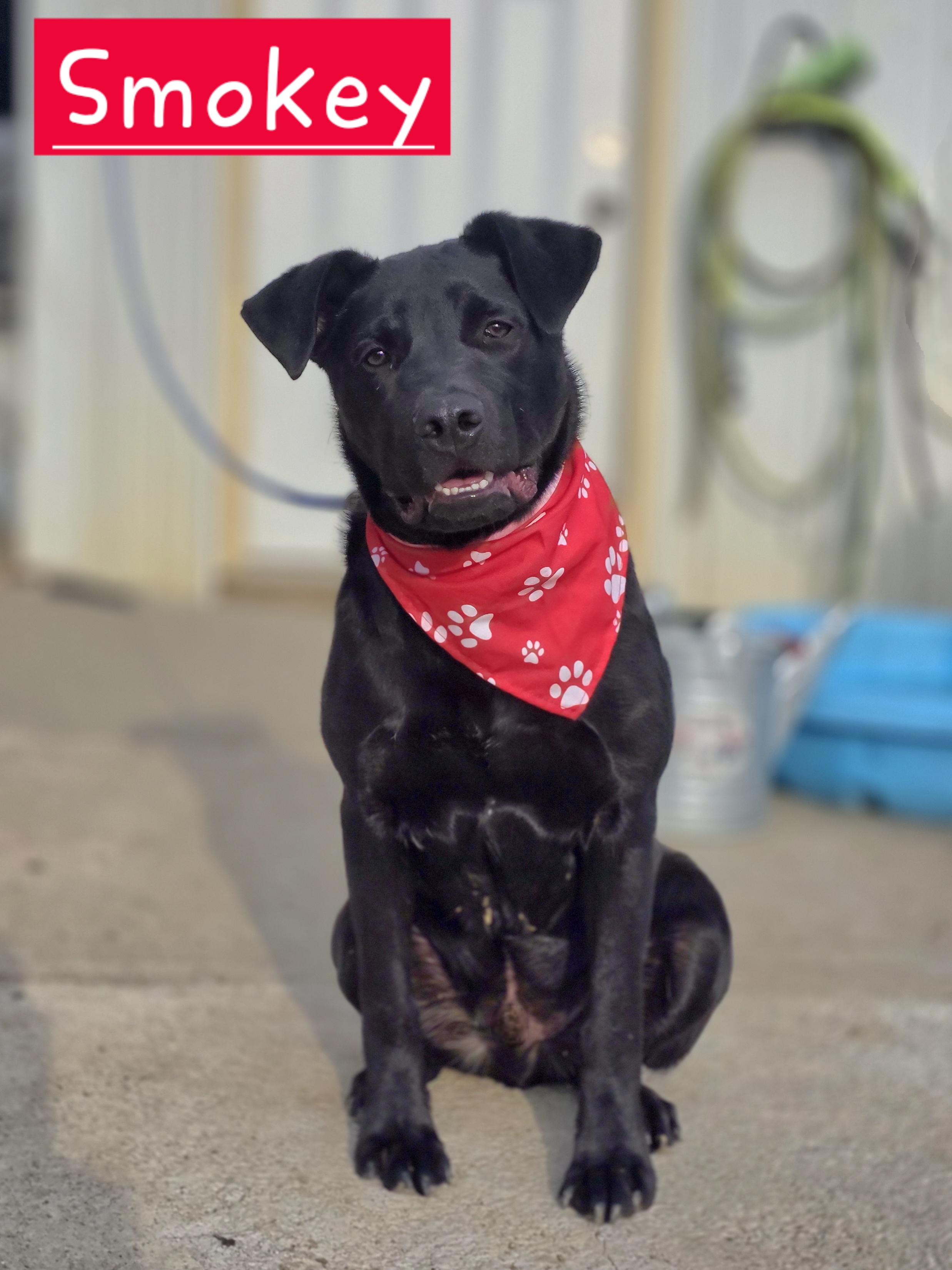 Smokey, a ADOPTABLE mixed breed in Walthill, NE image 2/4