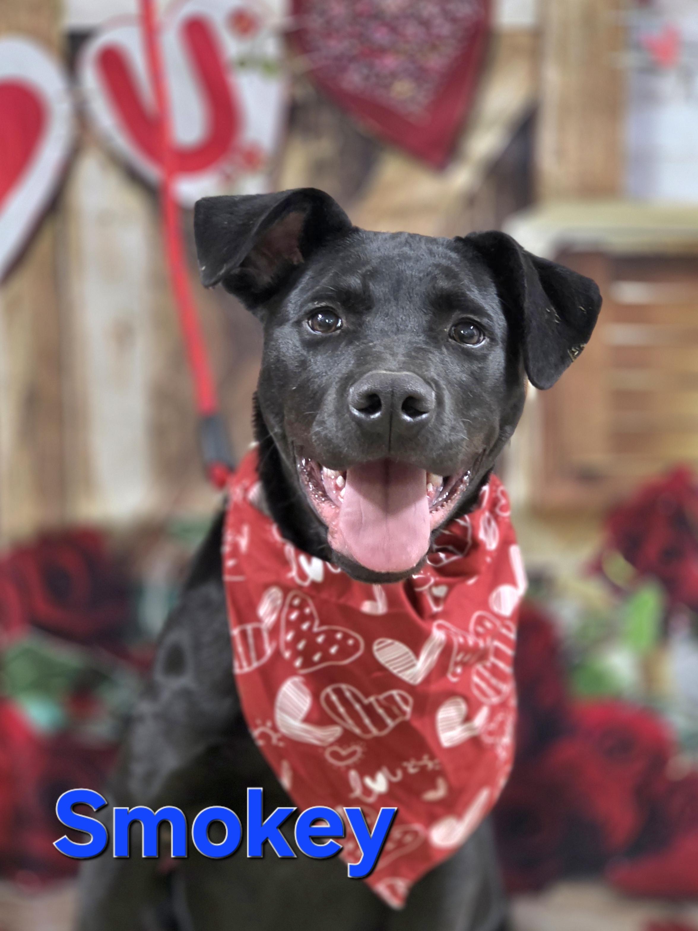 Smokey, a ADOPTABLE mixed breed in Walthill, NE image 4/4