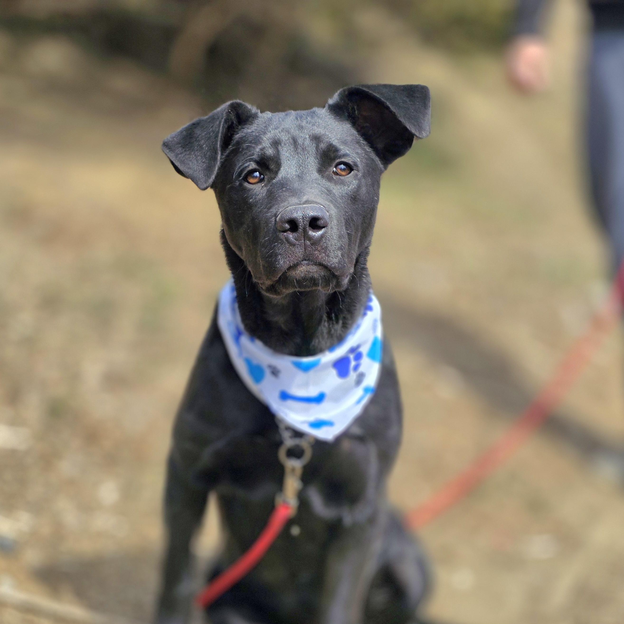 Smokey, a ADOPTABLE mixed breed in Walthill, NE image 3/4