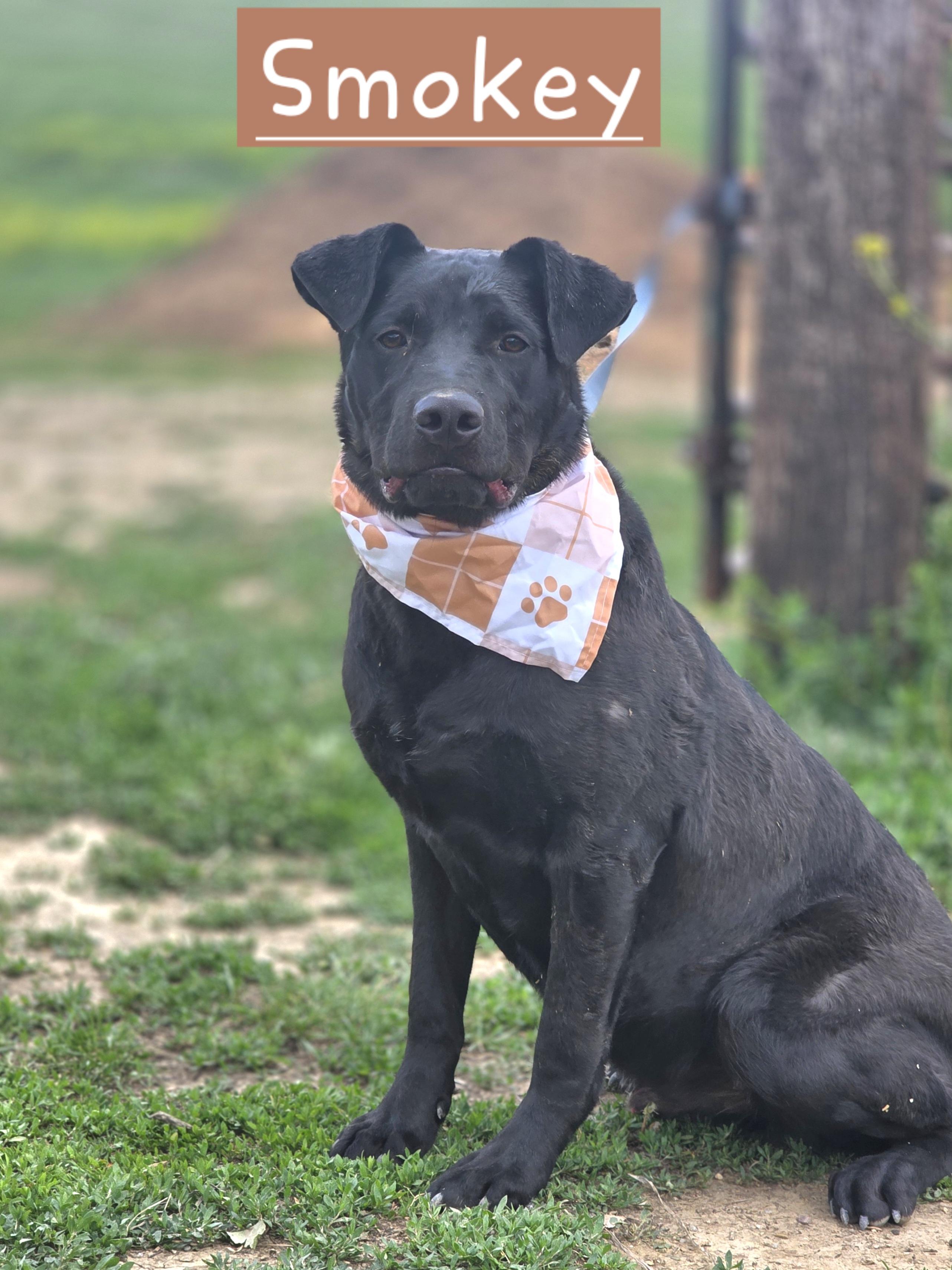 Smokey, a ADOPTABLE mixed breed in Walthill, NE image 1/4