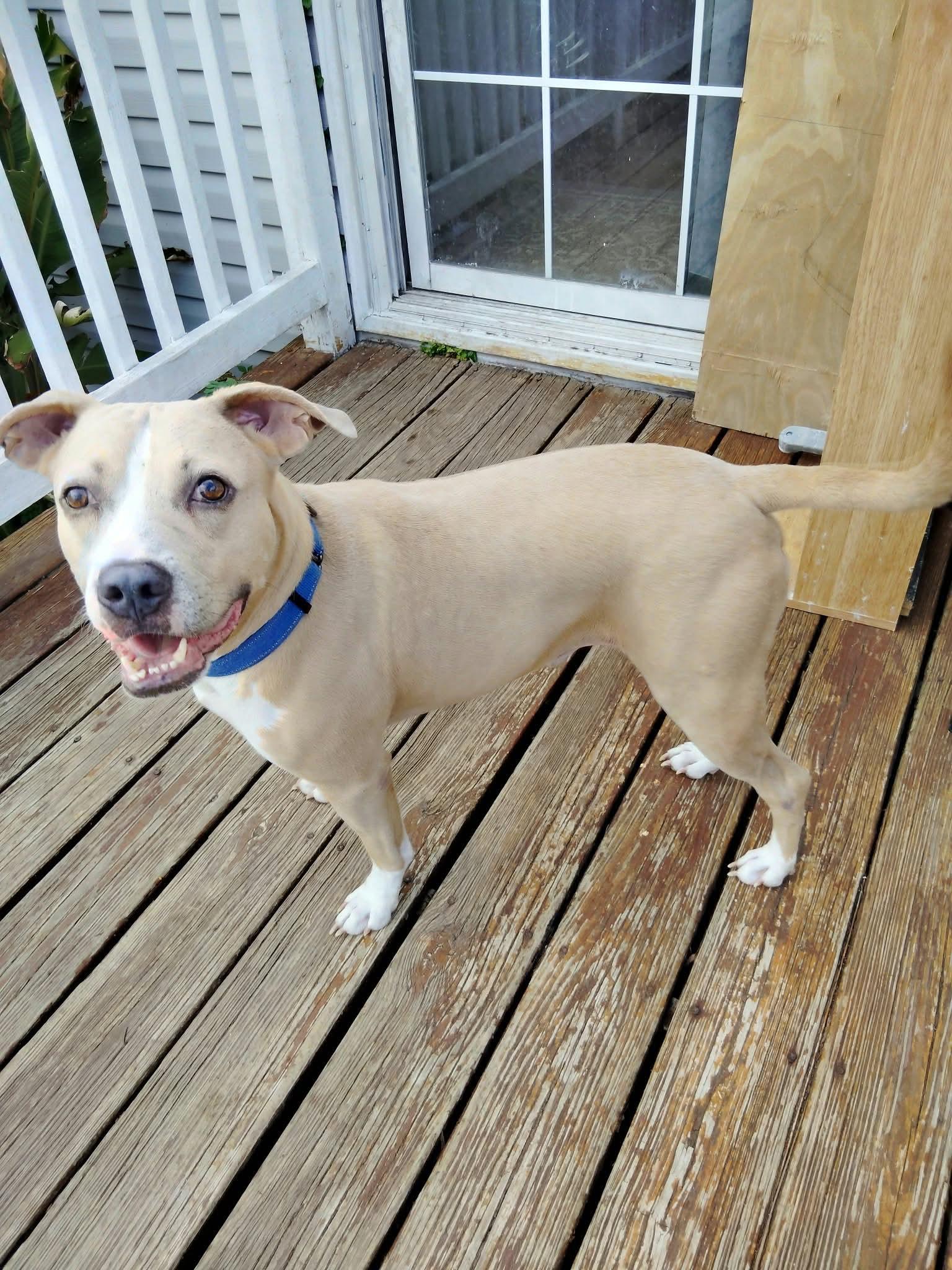 Enlarge Stanley, a Adoptable mixed breed in Paramus, NJ image 2/2