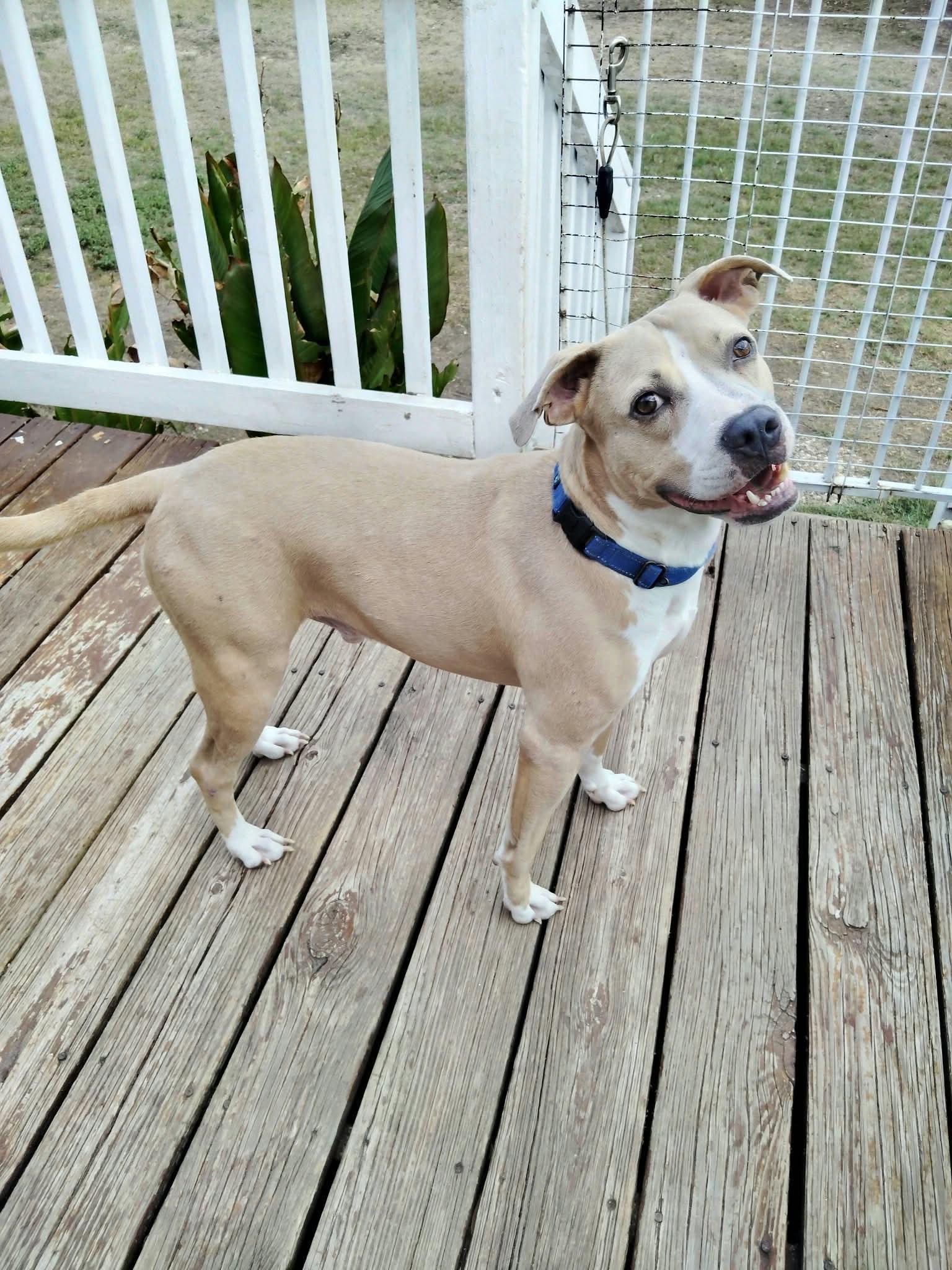 Stanley, Adoptable, Young Male American Staffordshire Terrier.