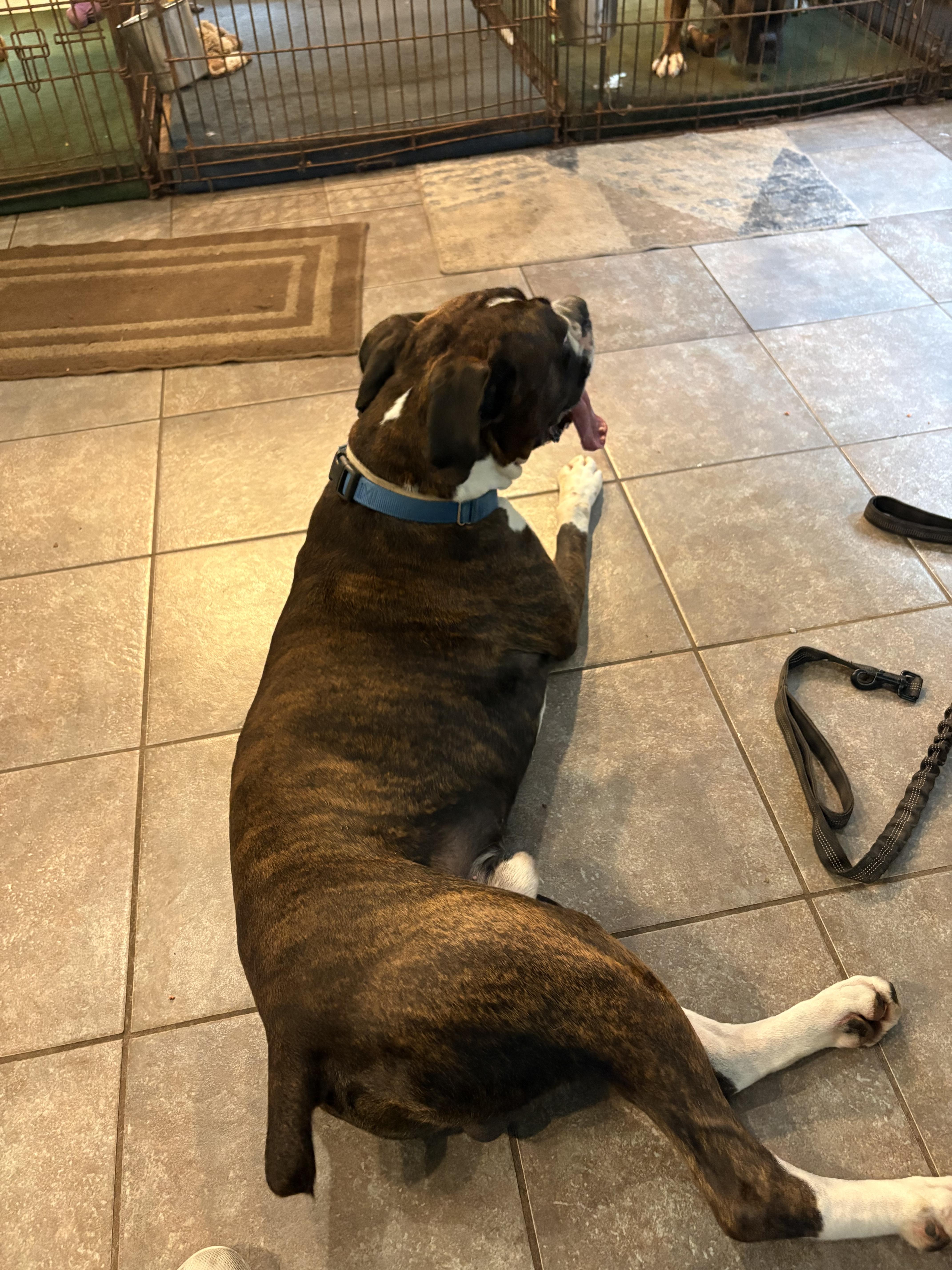 Enlarge Buddy, a Adoptable Boxer in Middlesex, NJ image 3/5