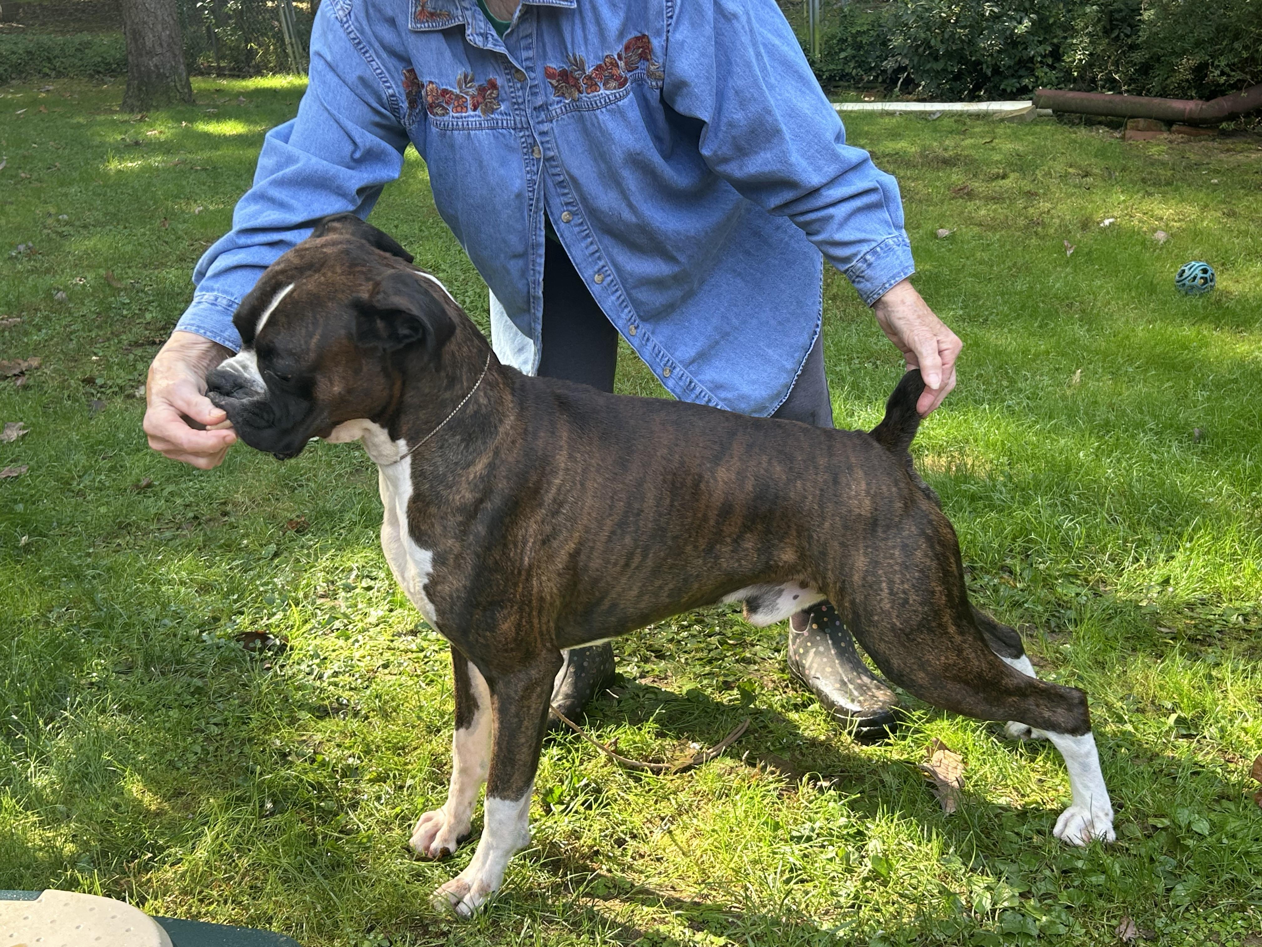 Enlarge Buddy, a Adoptable Boxer in Middlesex, NJ image 1/5
