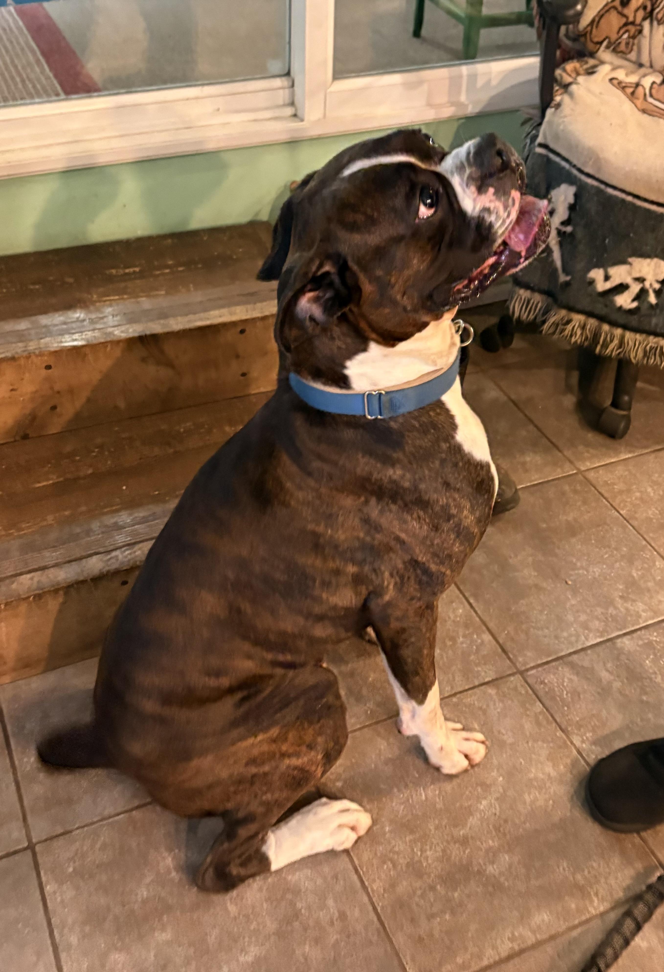 Enlarge Buddy, a Adoptable Boxer in Middlesex, NJ image 5/5