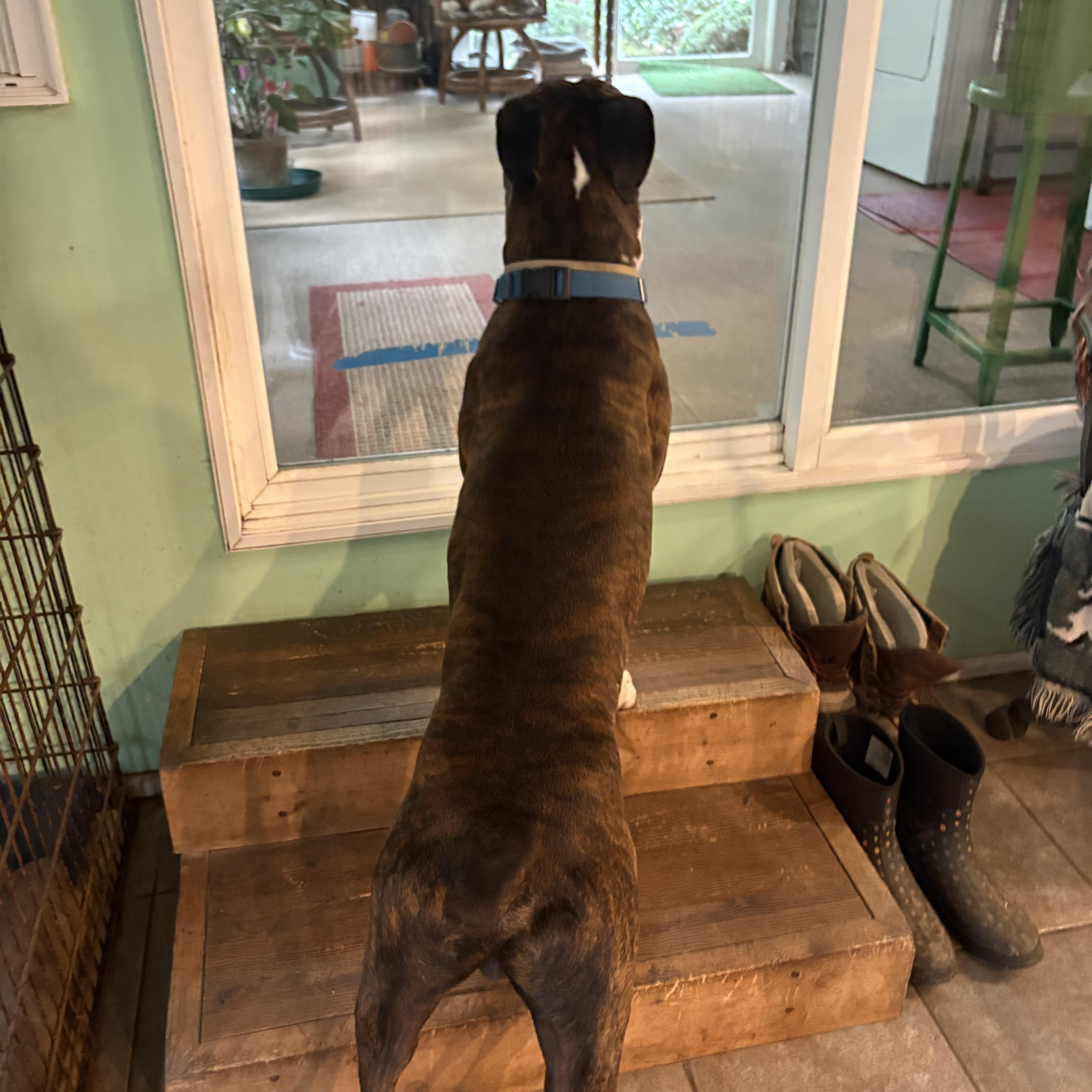 Enlarge Buddy, a Adoptable Boxer in Middlesex, NJ image 4/5