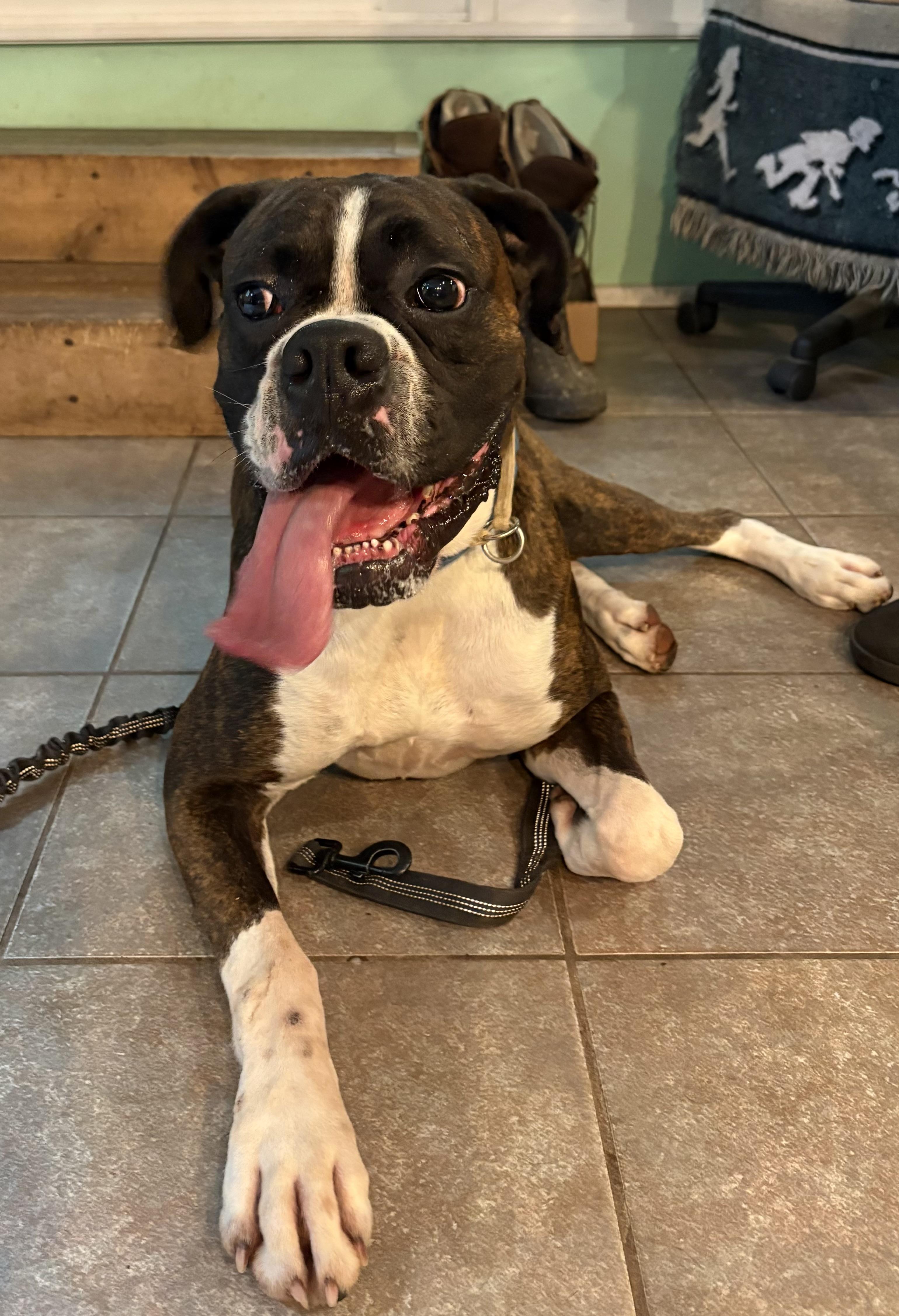 Enlarge Buddy, a Adoptable Boxer in Middlesex, NJ image 2/5