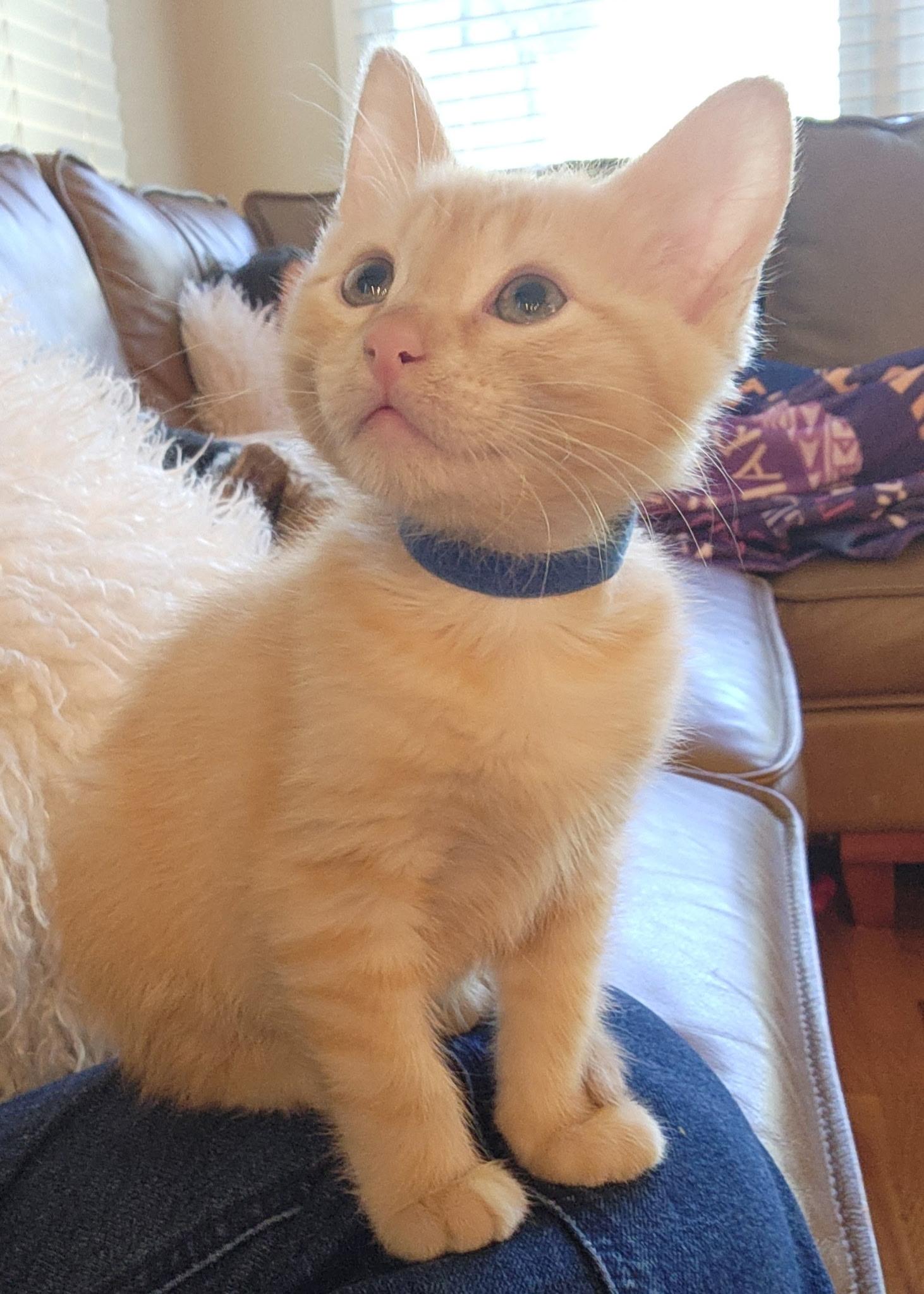 Enlarge Bowie, an adopted mixed breed in Omaha, NE image 1/5