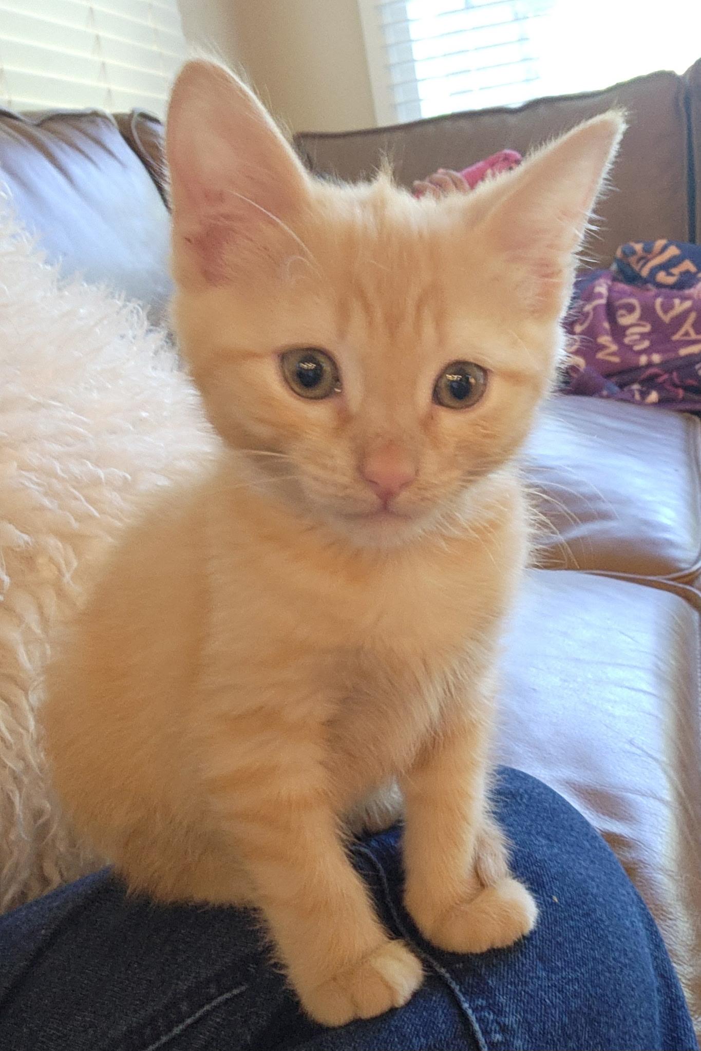 Enlarge Bowie, an adopted mixed breed in Omaha, NE image 4/5