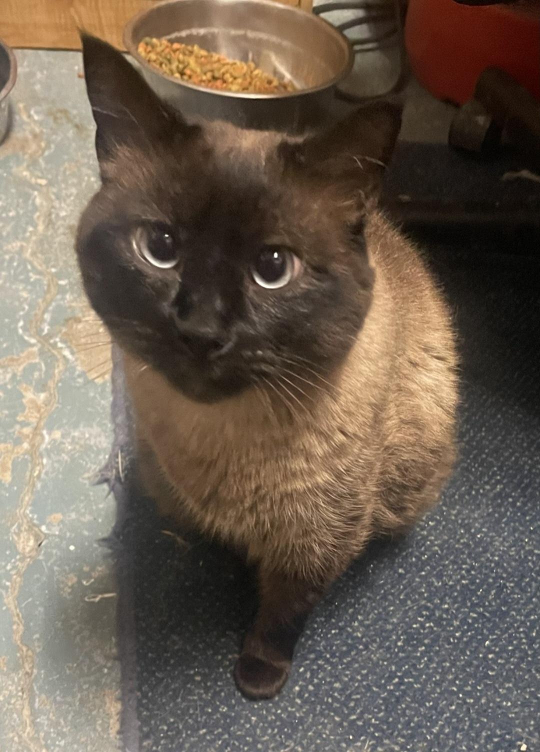 Skiddy, an adoptable Siamese in Billings, MT, 59101 | Photo Image 1