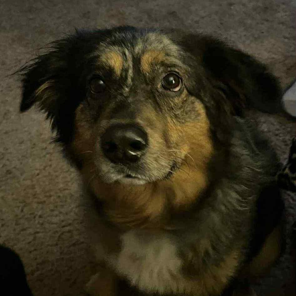 Diego, Adoptable, Senior Male Australian Shepherd & Australian Shepherd.