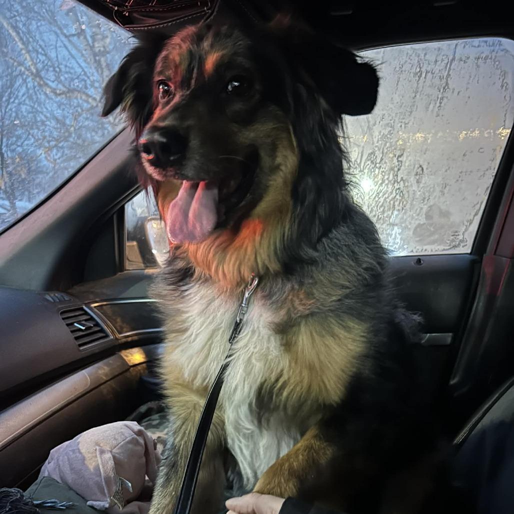 Enlarge Diego, a Adoptable mixed breed in Ada, MN image 2/3