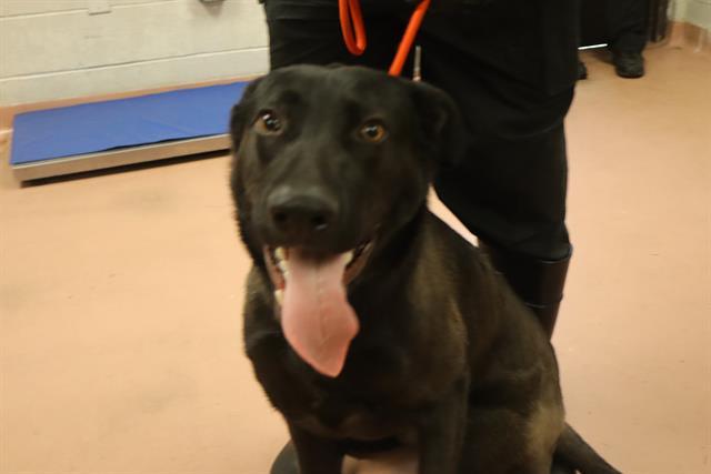 Enlarge ZORRO, a Adoptable Mixed Breed in Columbia, SC image 1/1