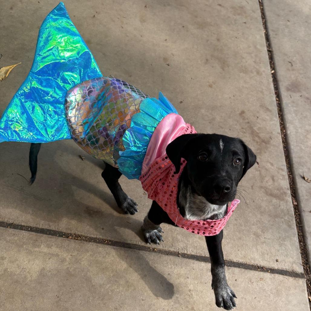 Enlarge Halley, a Adoptable mixed breed in Fenton, MI image 2/3
