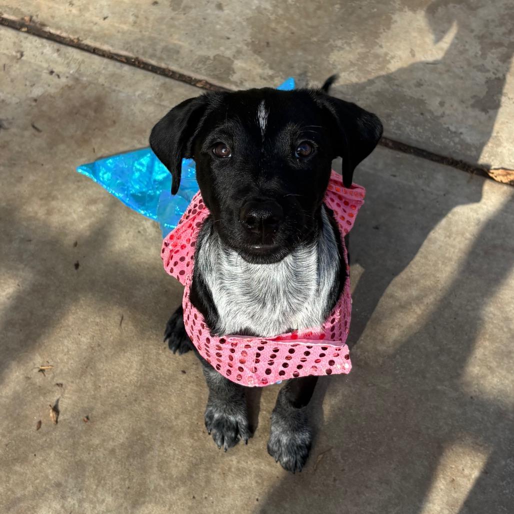 Halley, Adoptable, Young Female Australian Cattle Dog / Blue Heeler & Mixed Breed.