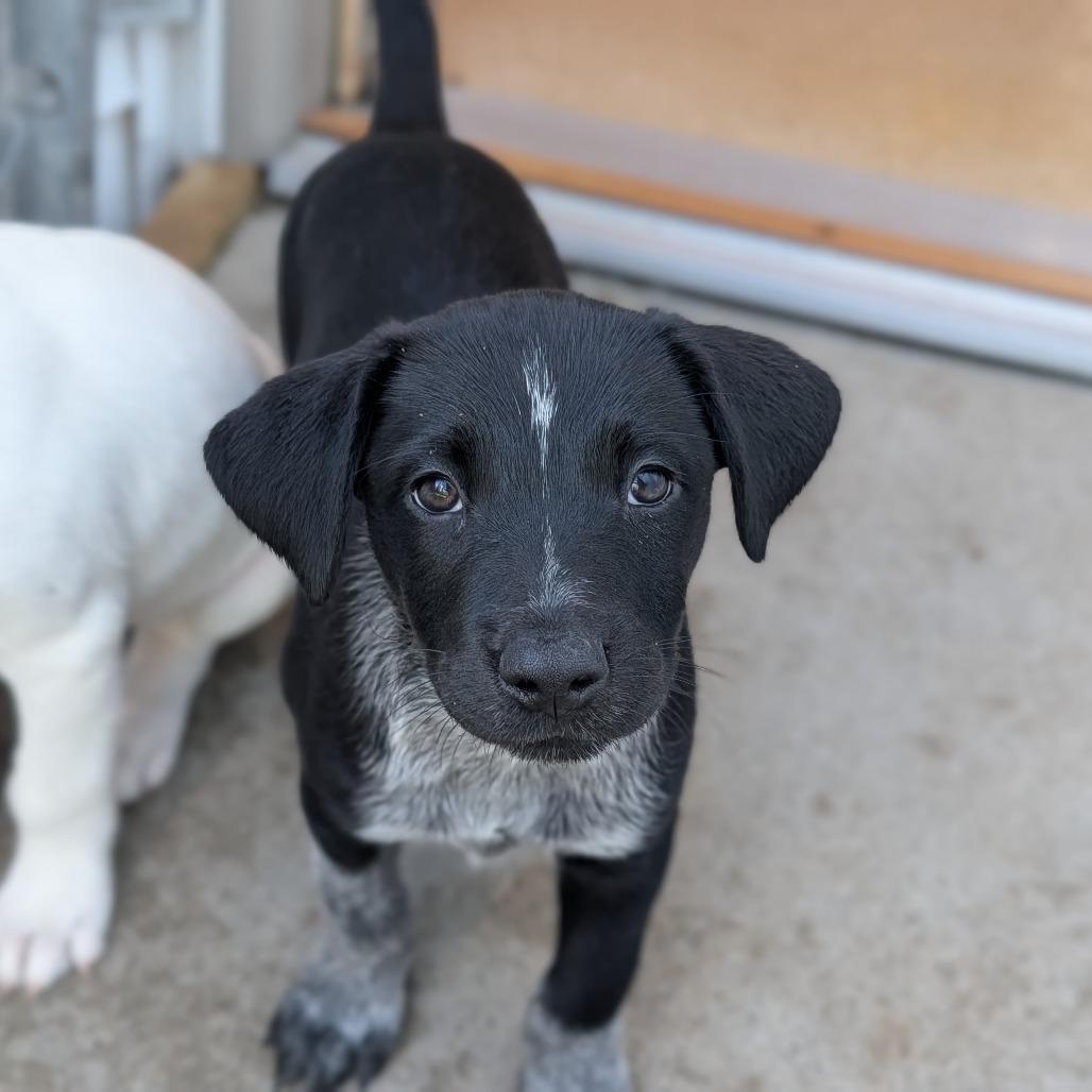 Enlarge Halley, a Adoptable mixed breed in Fenton, MI image 3/3