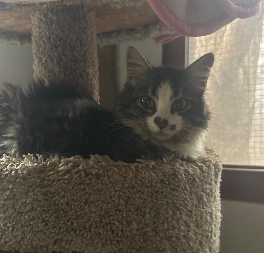 Cupid 2 (bonded with Love)