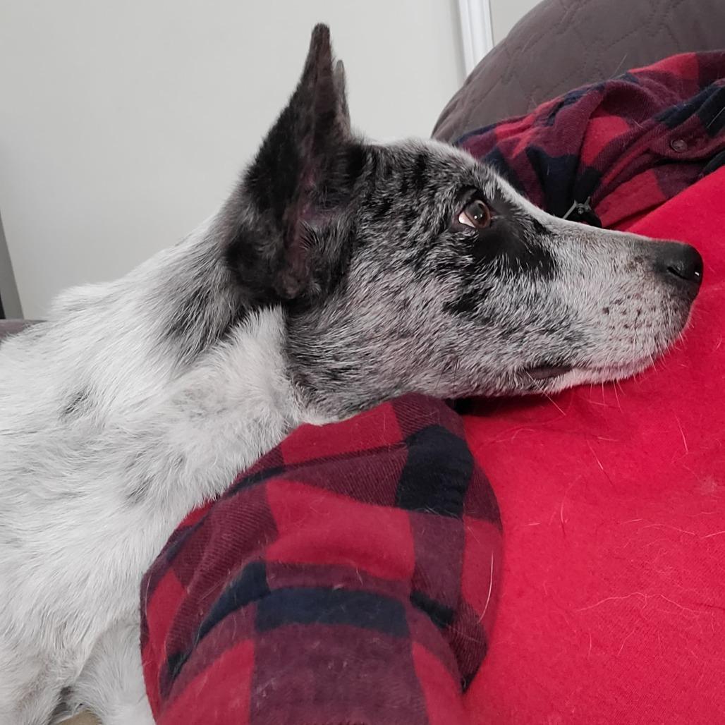 Enlarge Rugar, a Adoptable mixed breed in Southington, OH image 1/4