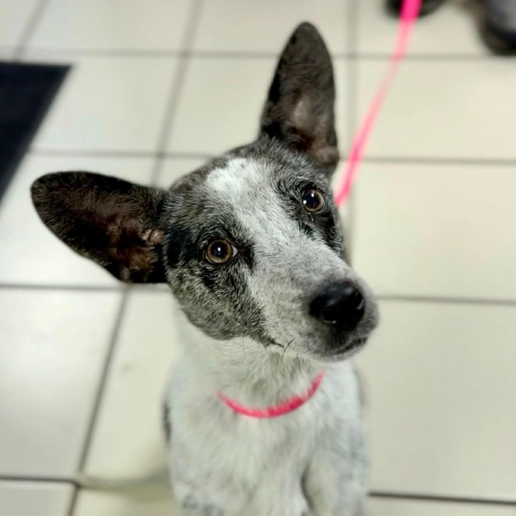 Enlarge Rugar, a Adoptable mixed breed in Southington, OH image 3/4