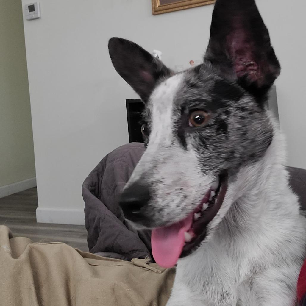 Enlarge Rugar, a Adoptable mixed breed in Southington, OH image 4/4