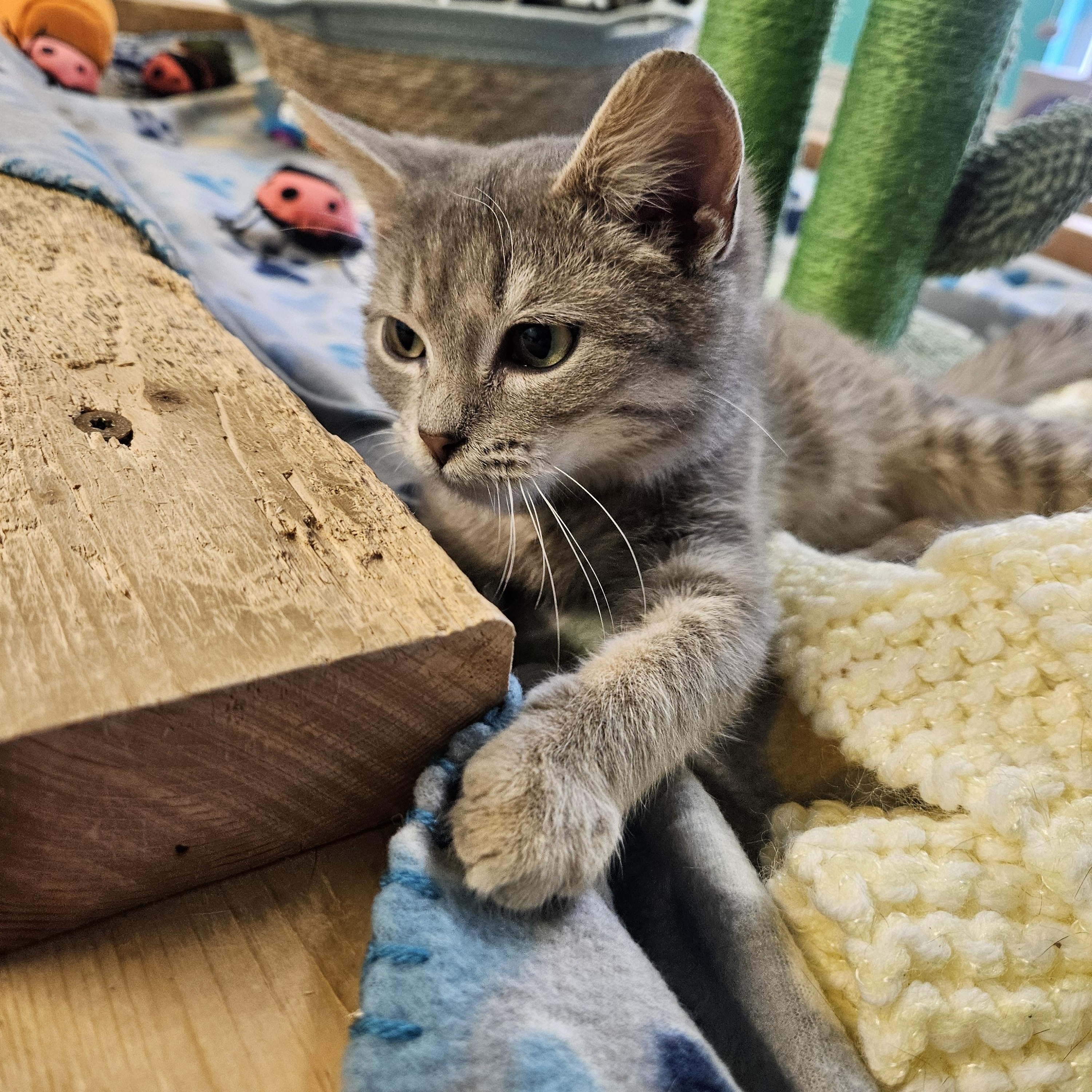 Timmie, adopted, Kitten Male Domestic Short Hair.