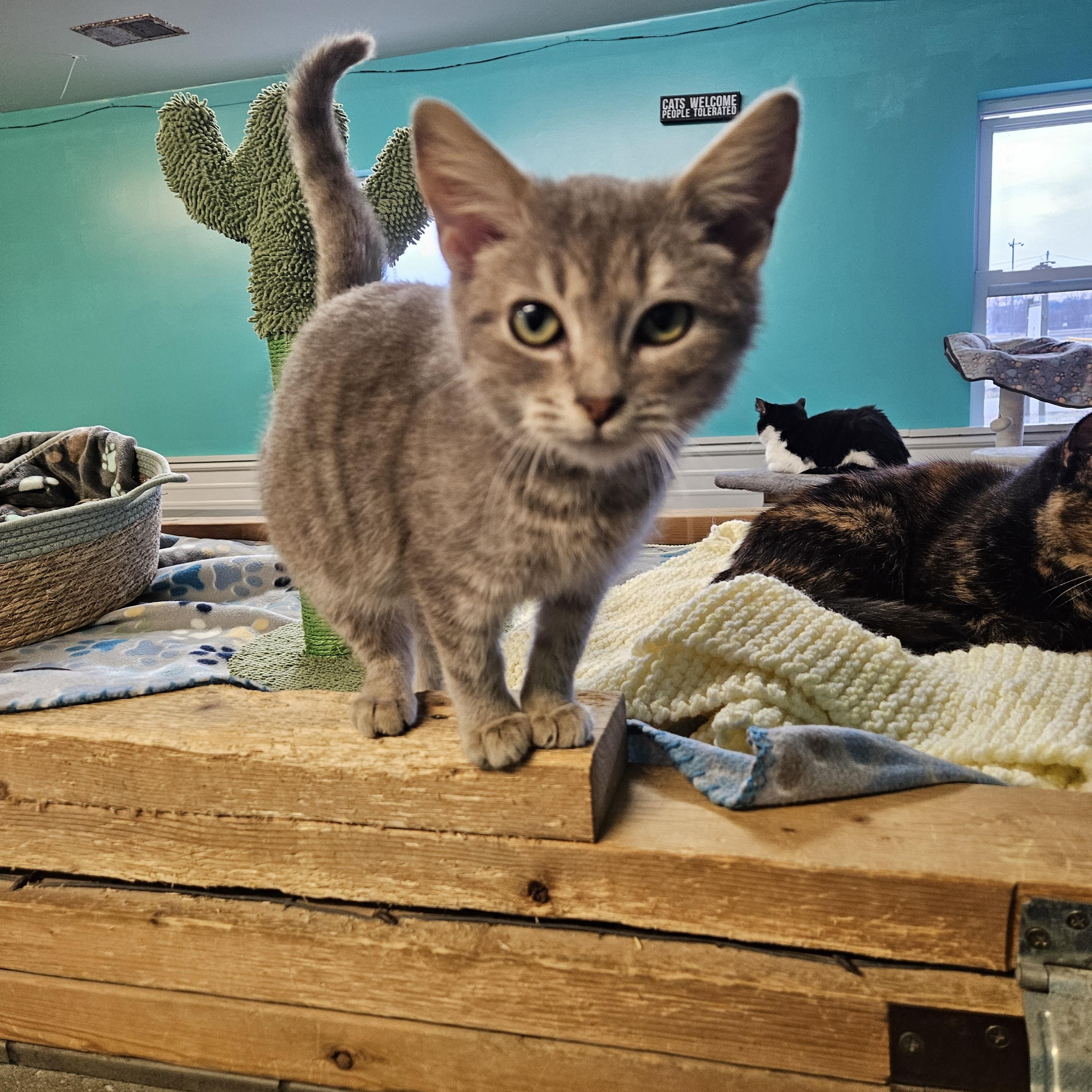 Enlarge Timmie, an adopted Domestic Short Hair in Petersburg, IN image 2/2