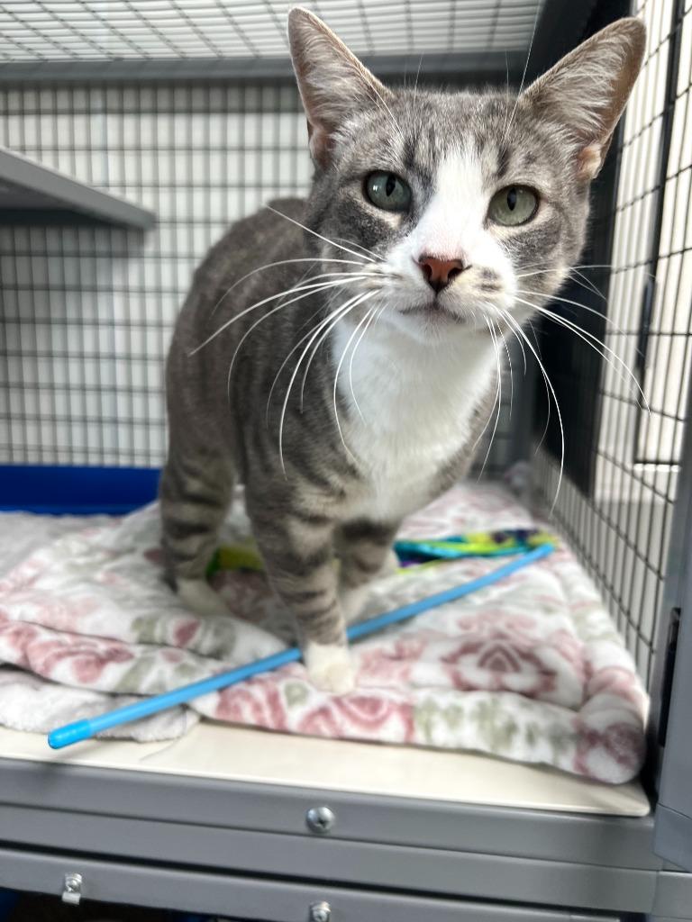 Enlarge Nala, a Adoptable mixed breed in Brookings, OR image 1/1