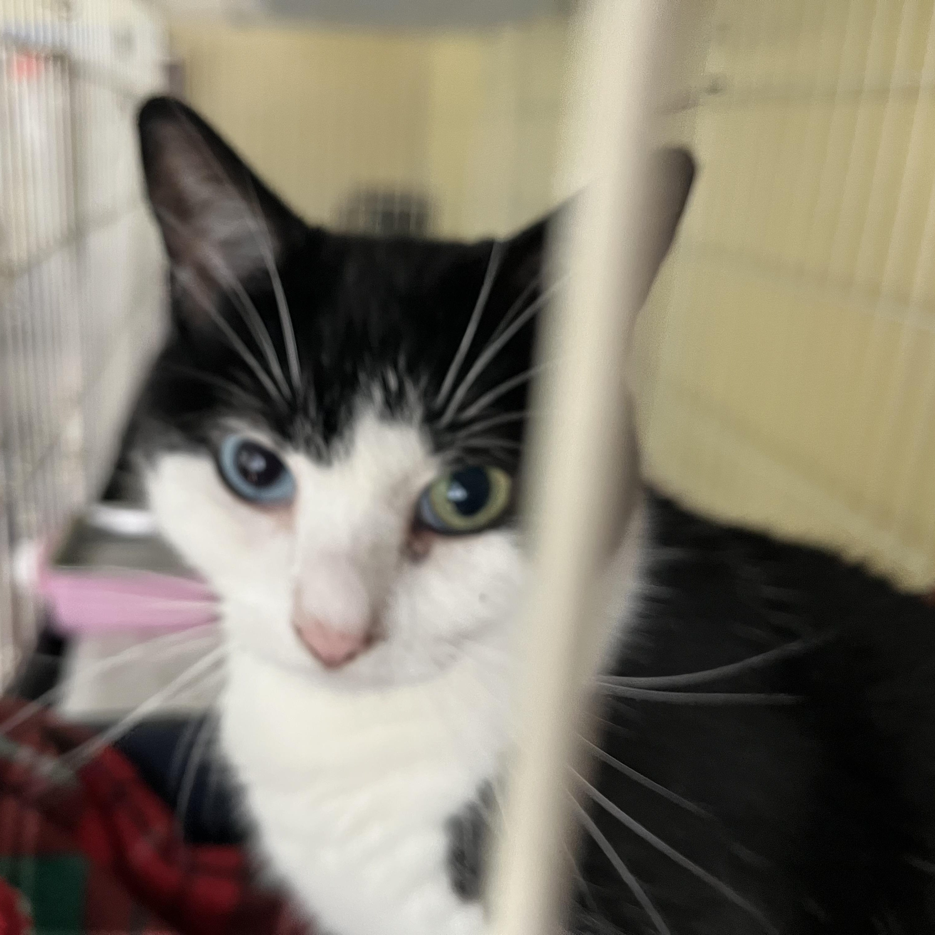 Enlarge Granger, a Adopted Domestic Short Hair in Wells, ME image 2/3
