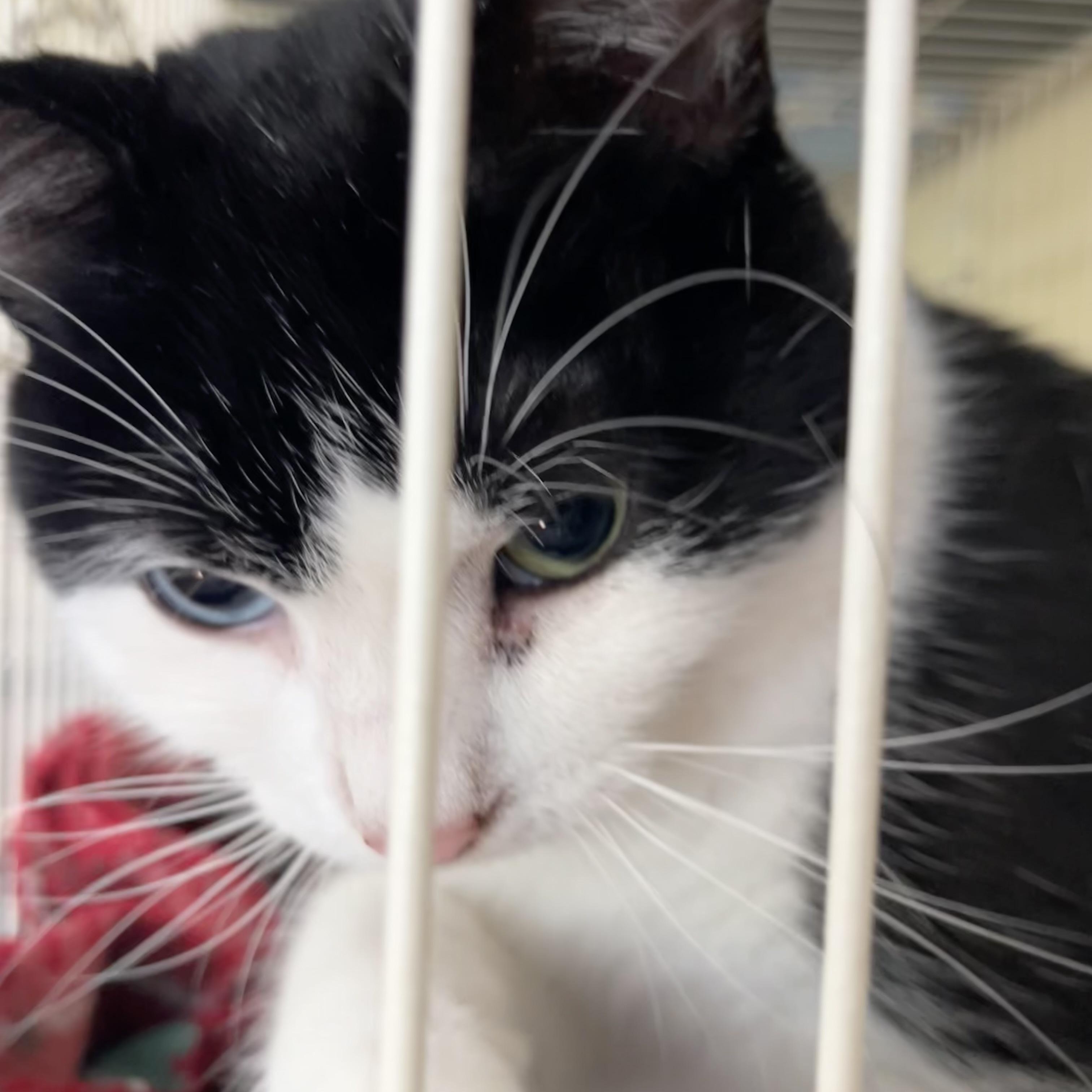 Enlarge Granger, a Adopted Domestic Short Hair in Wells, ME image 3/3