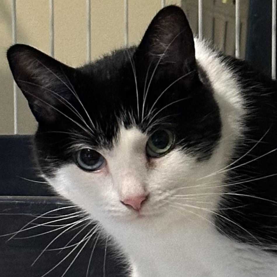 Enlarge Granger, a Adopted Domestic Short Hair in Wells, ME image 1/3