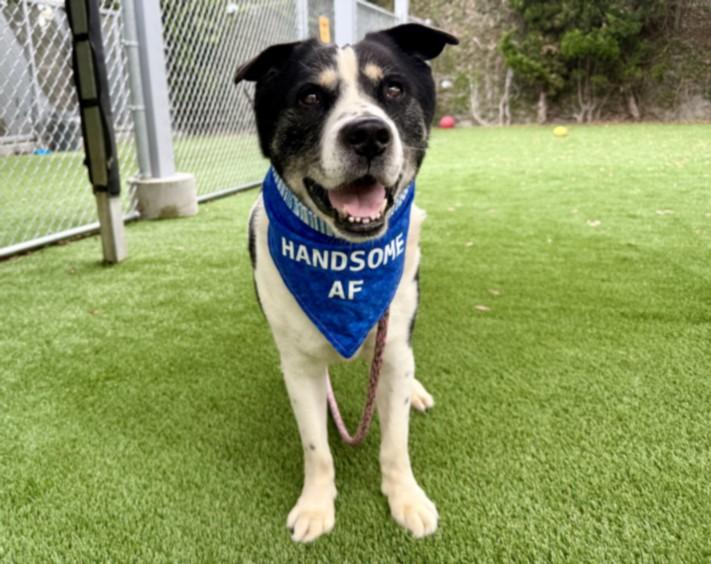 COOPER, Adoptable, Senior Male Husky & Mixed Breed.