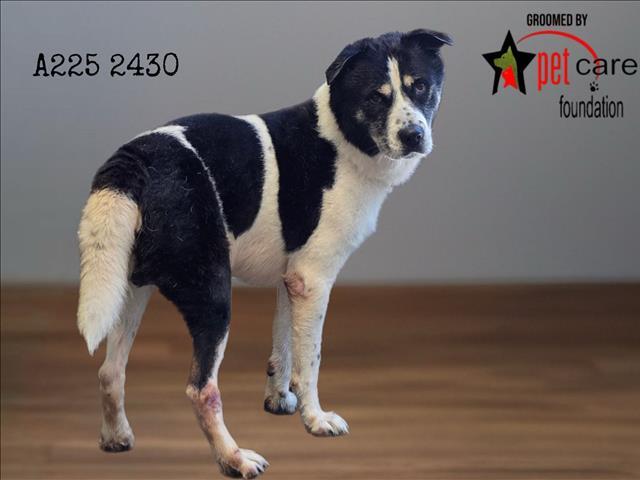 COOPER, Adoptable, Senior Male Husky & Mixed Breed.