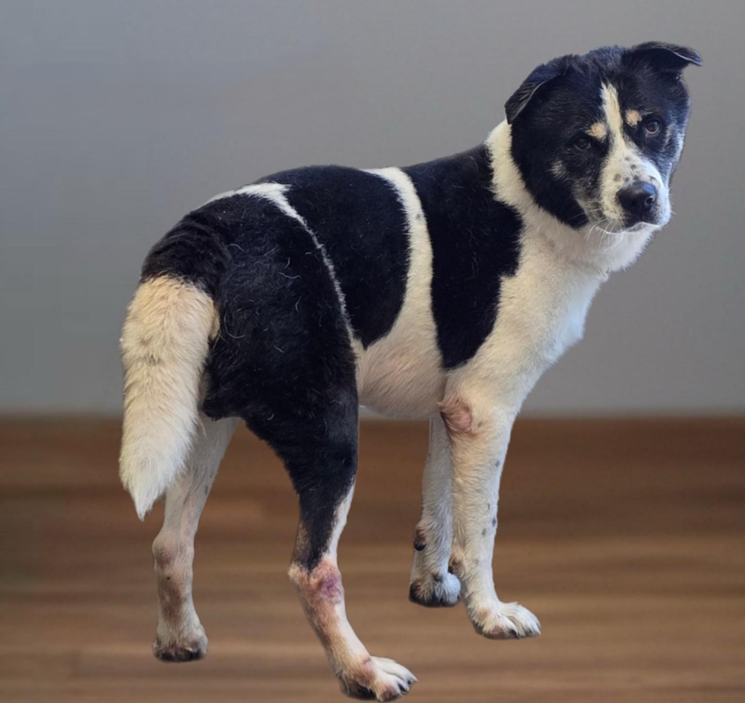 Enlarge COOPER, a Adoptable mixed breed in Los Angeles, CA image 1/1
