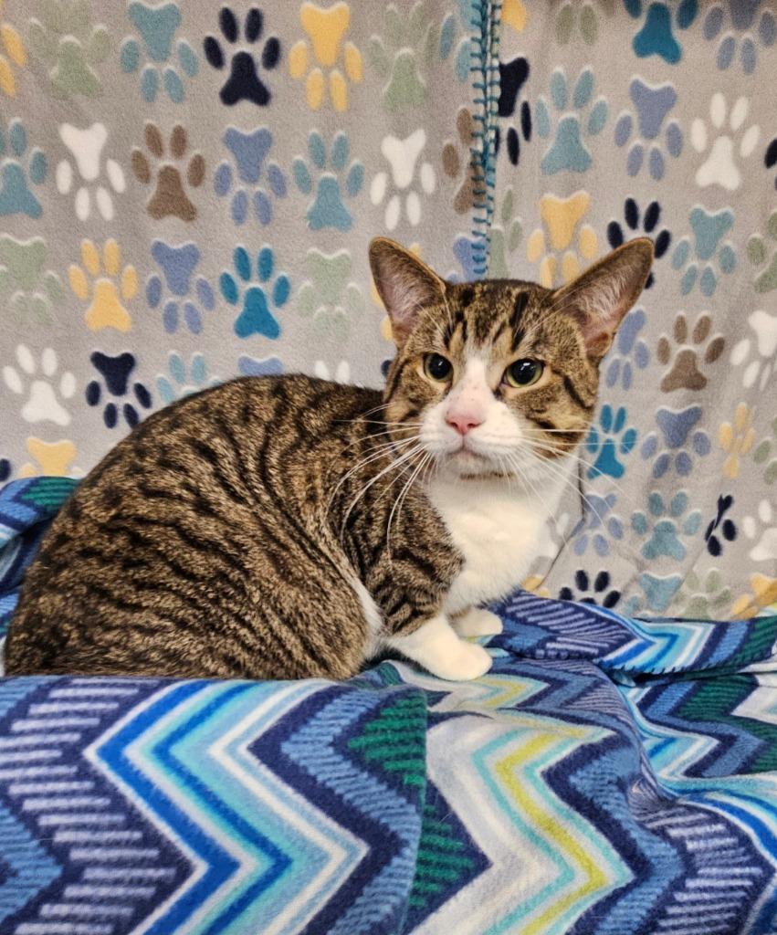 Pebbles / Stone, Adoptable, Young Male Domestic Short Hair.