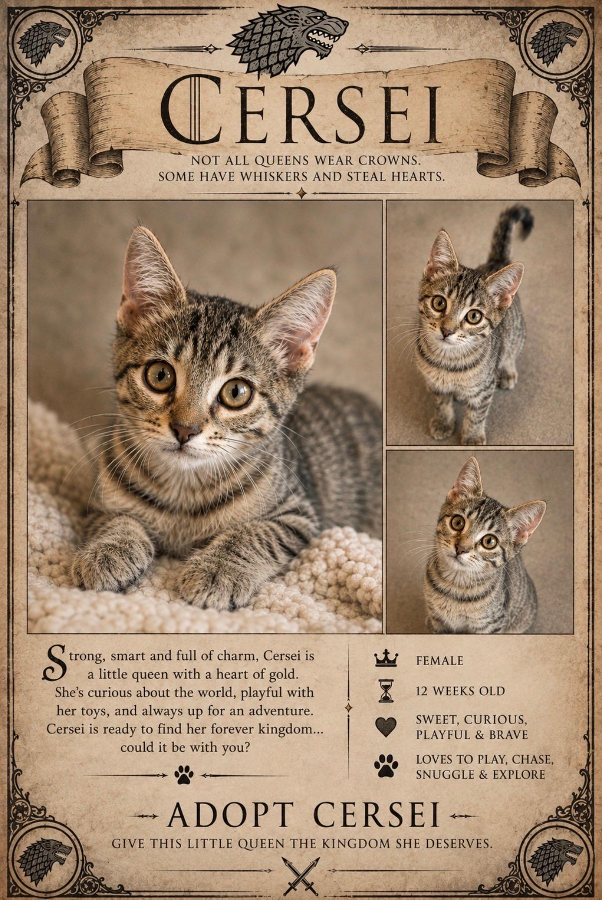Cersei, adopted, Kitten Female Domestic Short Hair.
