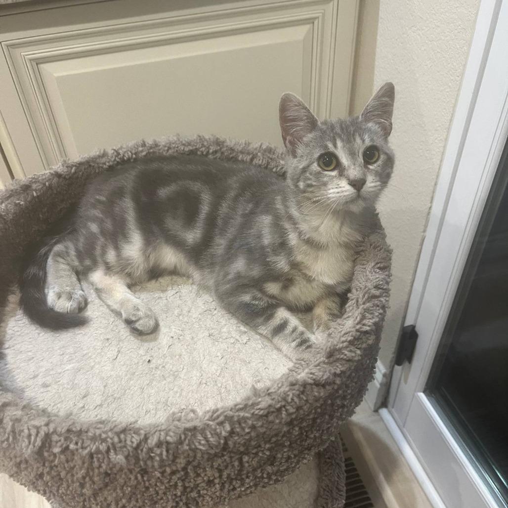 Iris, Adoptable, Adult Female Domestic Short Hair.