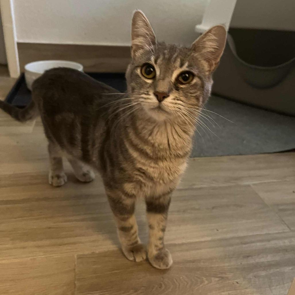 Iris, a Adoptable Domestic Short Hair in Fresno, CA image 2/4