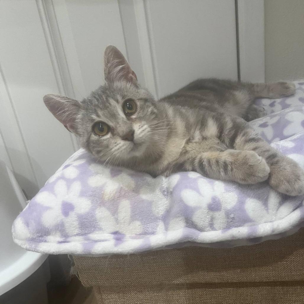 Iris, a Adoptable Domestic Short Hair in Fresno, CA image 3/4