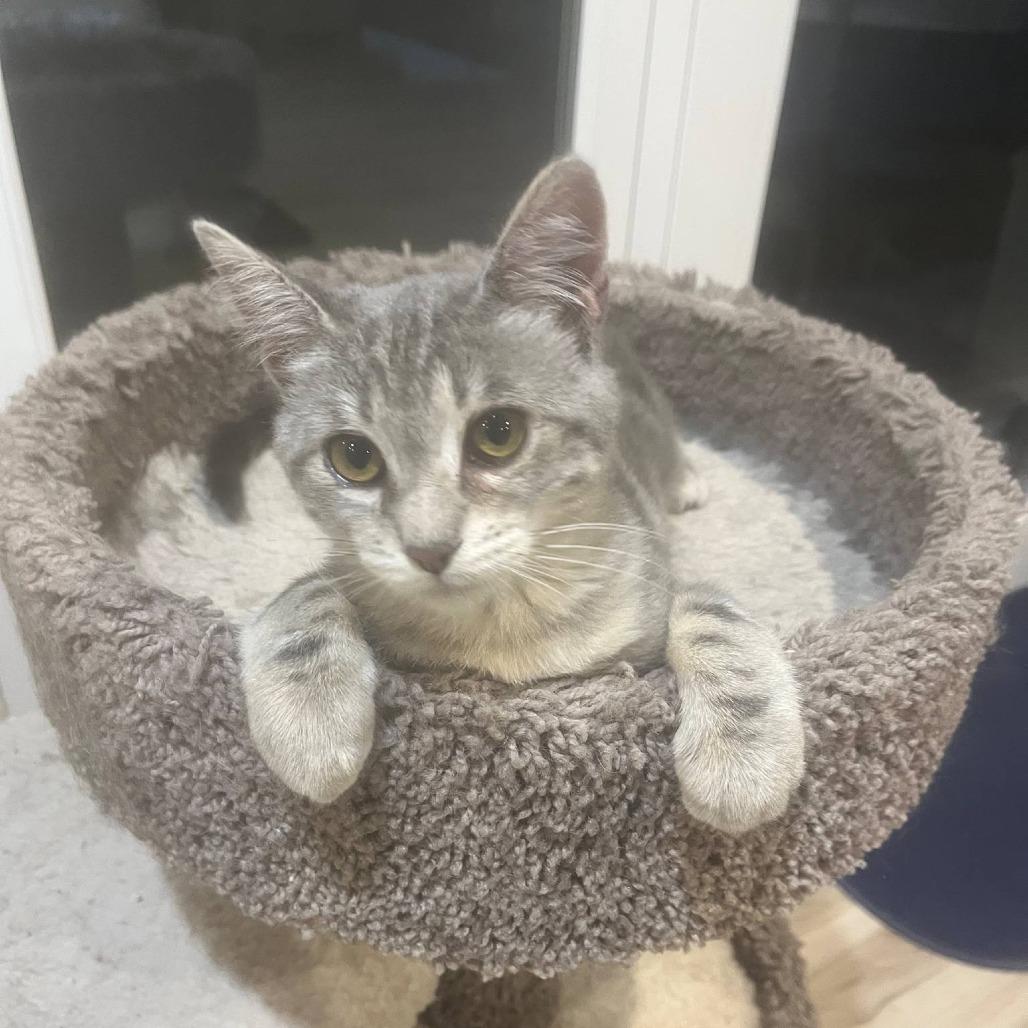 Iris, a Adoptable Domestic Short Hair in Fresno, CA image 4/4