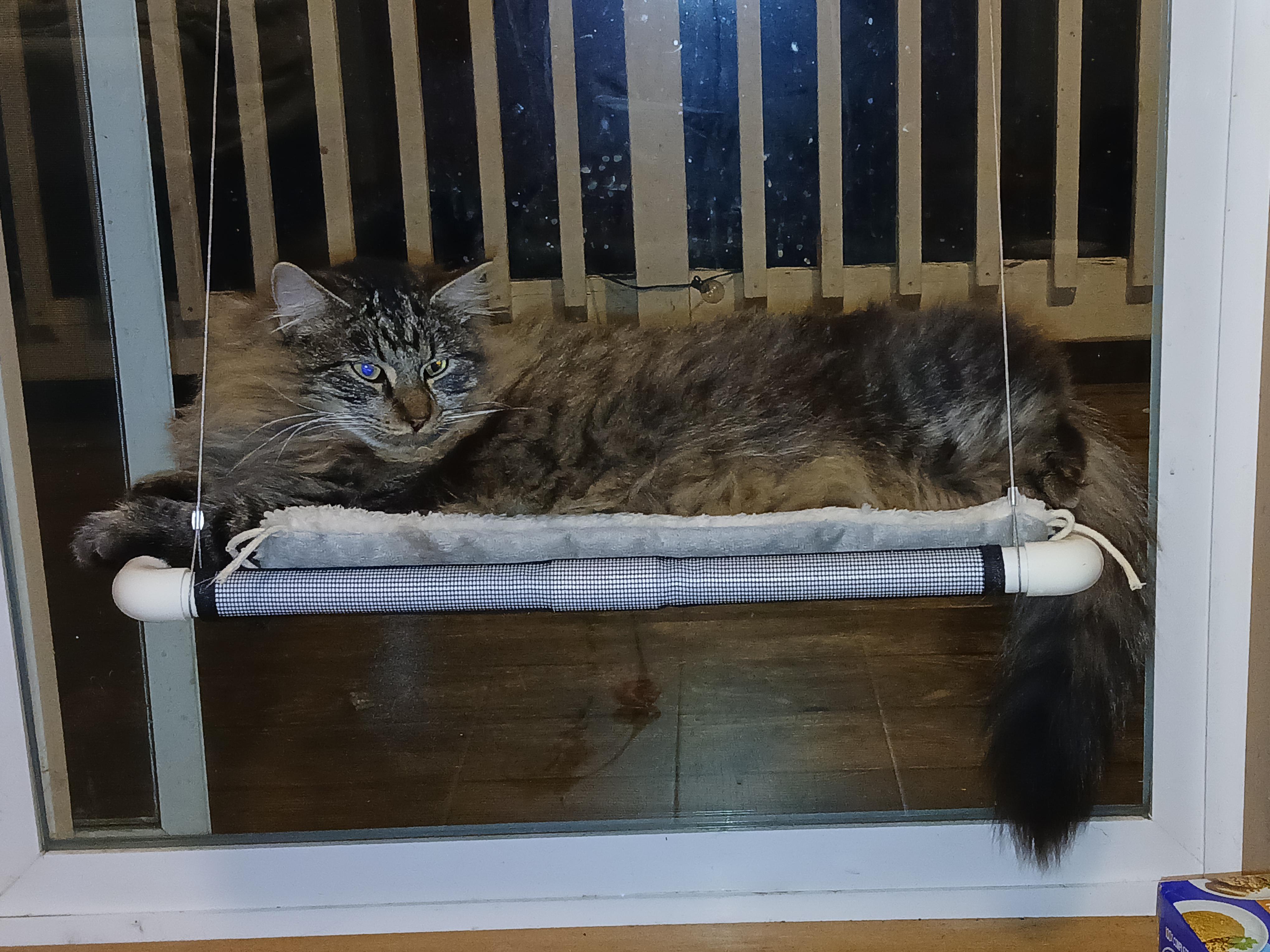 Henry, Adopted, Young Male Domestic Medium Hair.