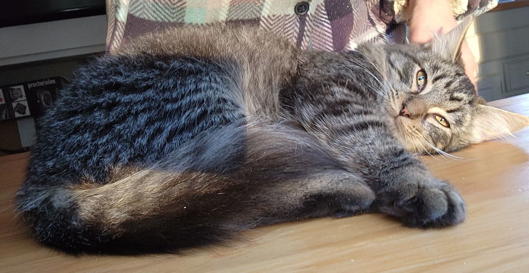 Henry, a Adopted mixed breed in Brenham, TX image 3/6