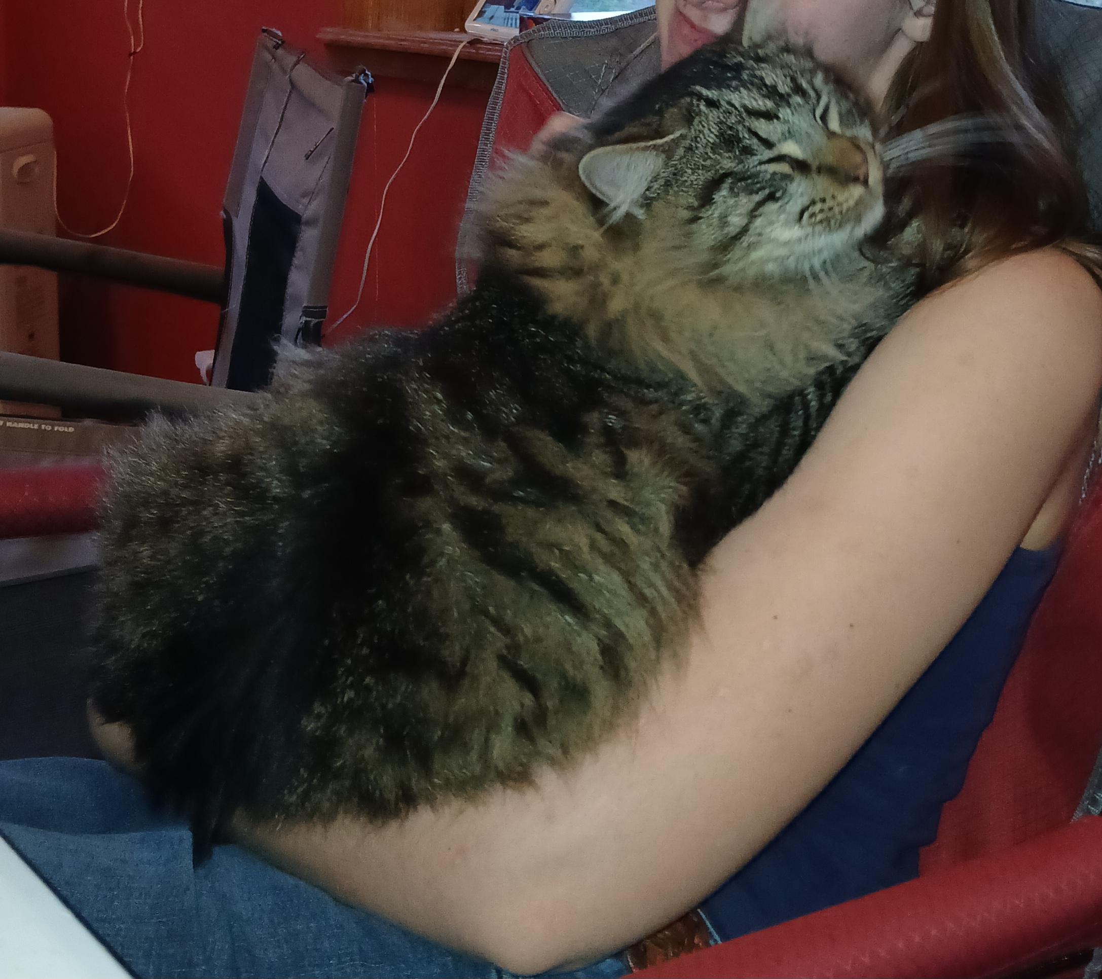 Henry, Adopted, Young Male Domestic Medium Hair.