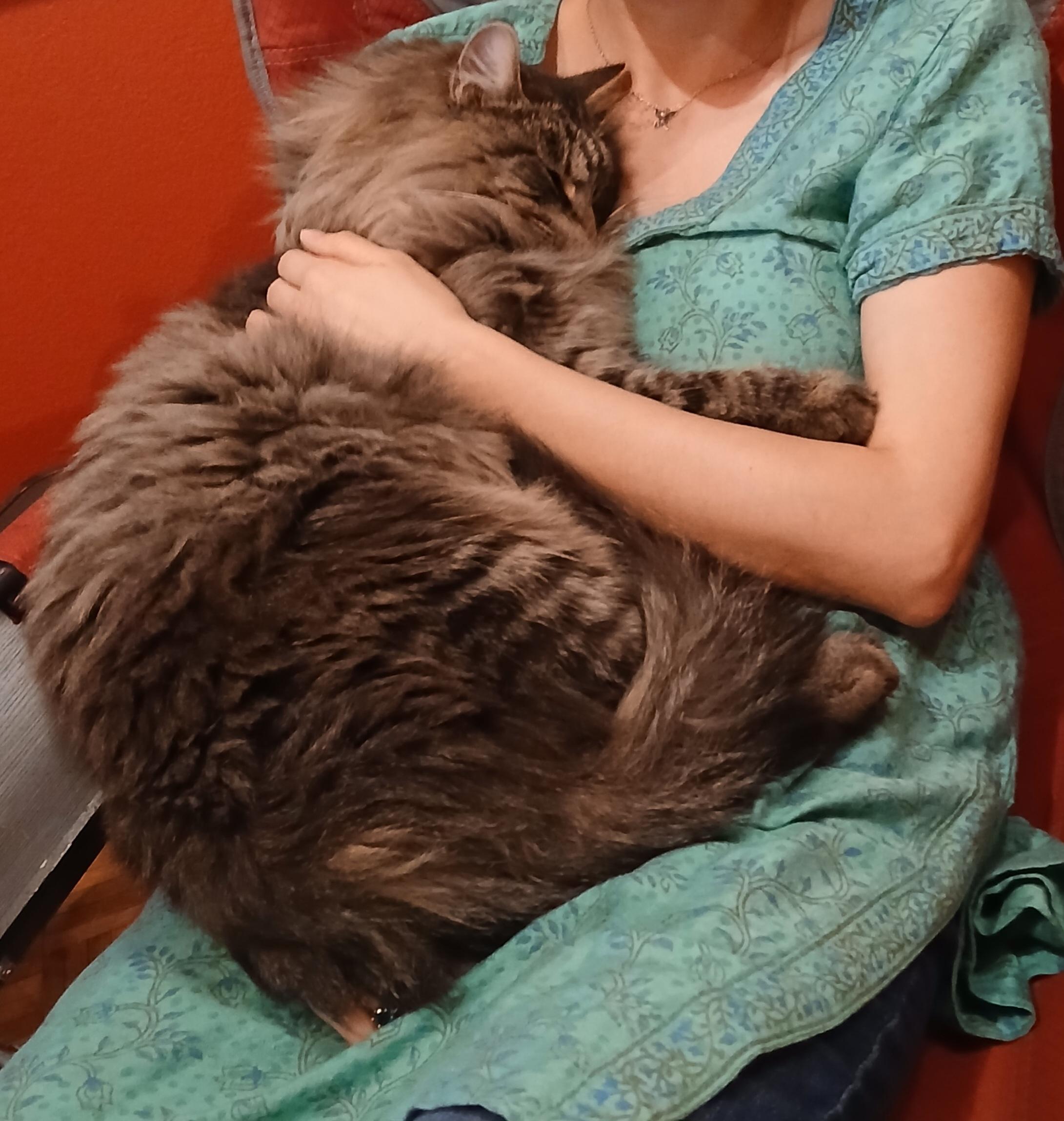 Henry, a Adopted mixed breed in Brenham, TX image 4/6